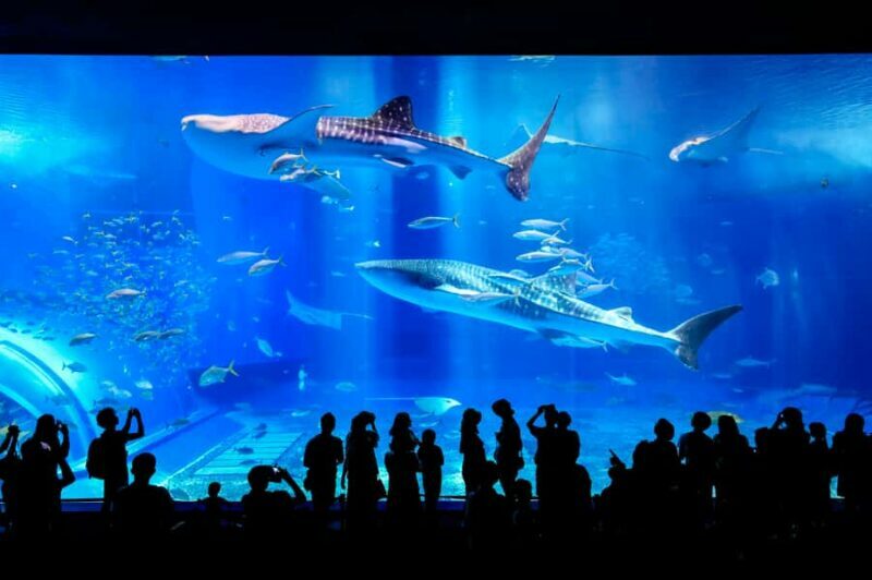 From Okinawa: Churaumi Aquarium & Cape Manzamo 1-Day Tour - What Travelers Say: Authentic Perspectives