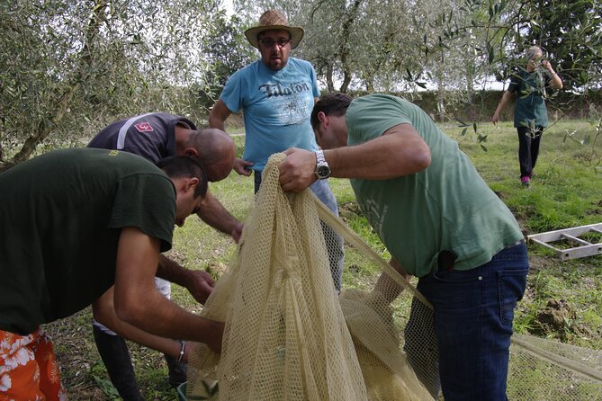 From Olives to Oil: Tasting With Lunch or Dinner - Accessibility and Participation