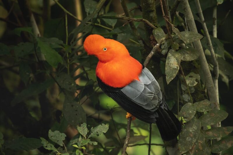 From Ollantaytambo: Machu Picchu Birding Private Tour - Machu Picchu Highlights