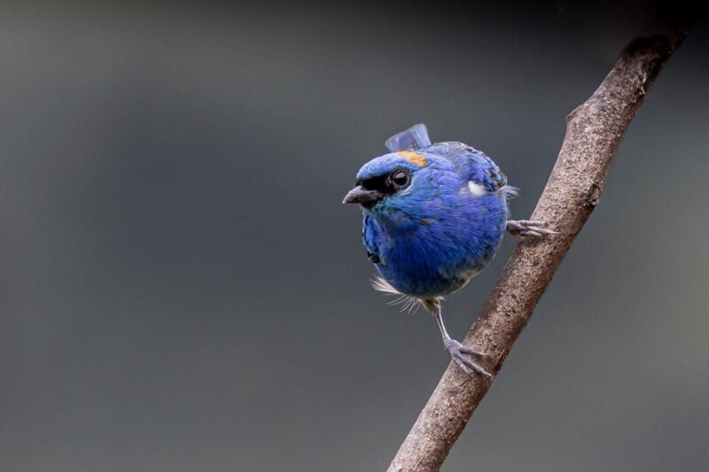 From Ollantaytambo: Machu Picchu Birding Private Tour - Preparation and Recommendations