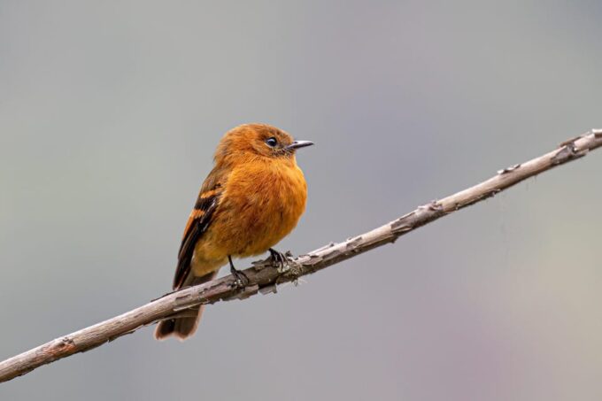 From Ollantaytambo: Machu Picchu Birding Private Tour - Frequently Asked Questions