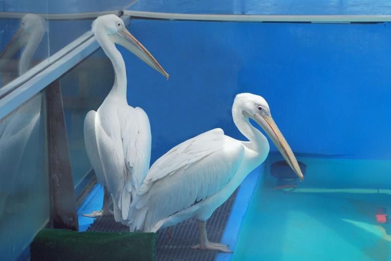 From Orlando: Clearwater Beach and Marine Aquarium Admission - Experience Highlights