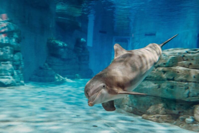 From Orlando: Day Trip to Clearwater Beach With Options - Optional Activities