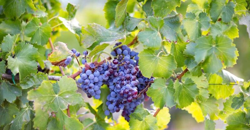 From Orosei: Archaeology, Wine Tasting & Landscapes Tour - Key Points