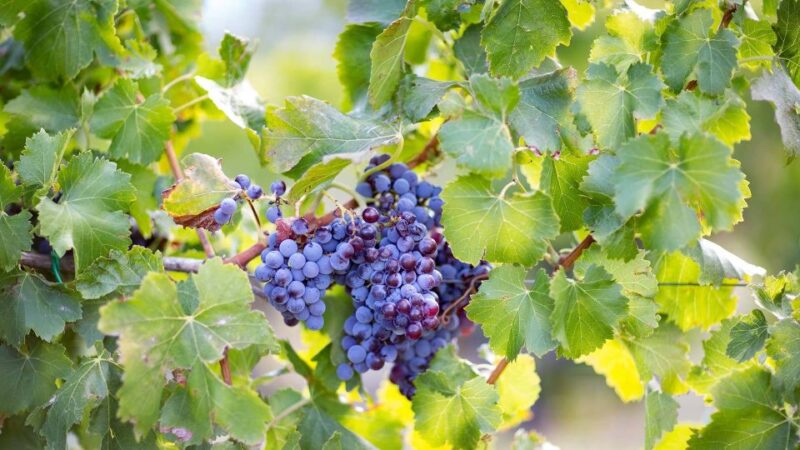 From Orosei: Archaeology, Wine Tasting & Landscapes Tour - Nuraghe Di Osalla