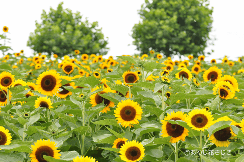 From Osaka : Awaji Island Day Tour With BBQ Lunch - Important Information