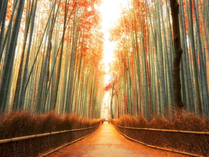 From Osaka: Guided Day Trip to Kyoto and Nara - Frequently Asked Questions