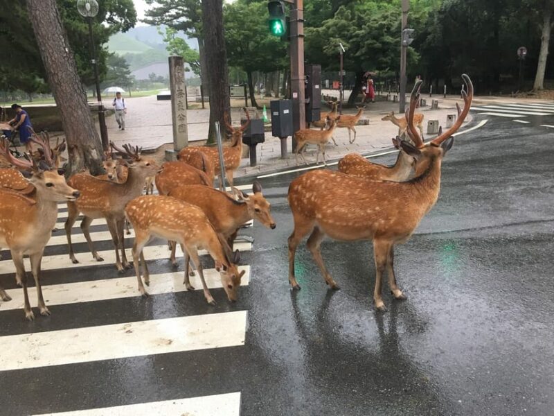 From Osaka: Kyoto and Nara 1-Day Trip - Key Points