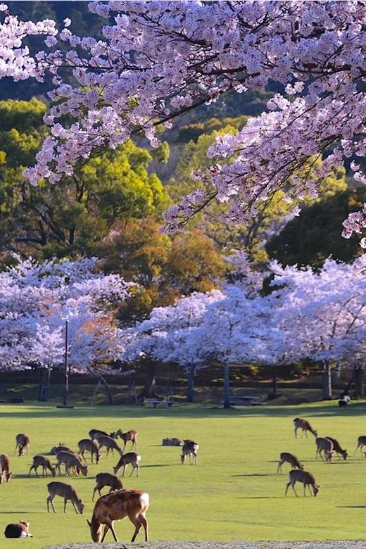 From Osaka: Kyoto and Nara 1-Day Trip - Itinerary Overview