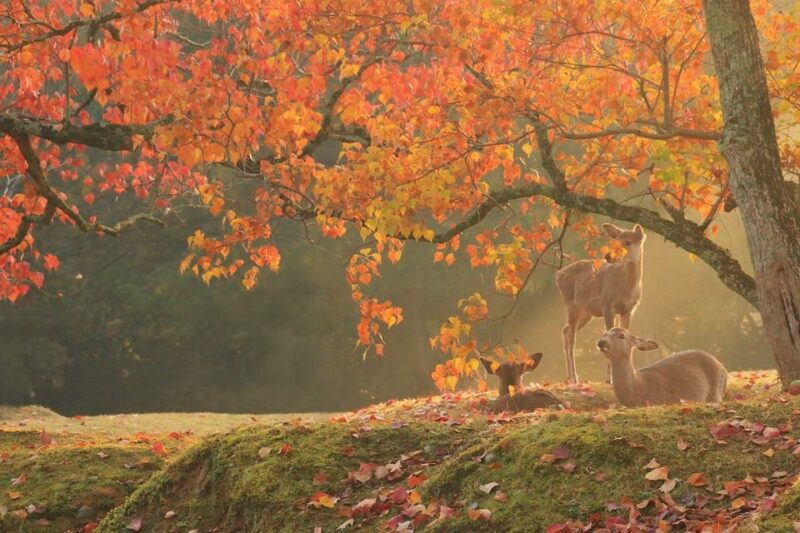 From Osaka: Kyoto and Nara 1-Day Trip - Kiyomizu-dera Temple