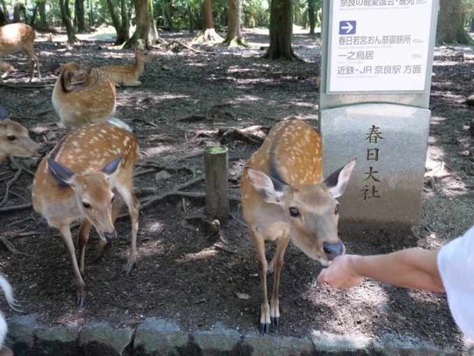 From Osaka: Kyoto and Nara 1-Day Trip - Todaiji Temple Option