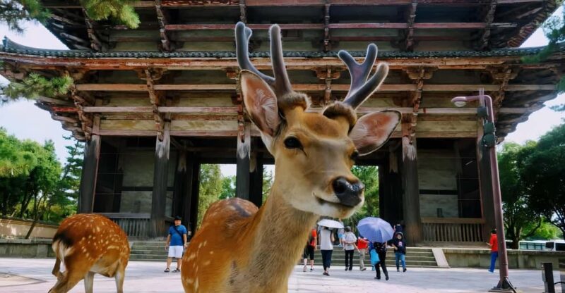 From Osaka: Kyoto and Nara Day Tour With Deer Sightings - Transportation Included