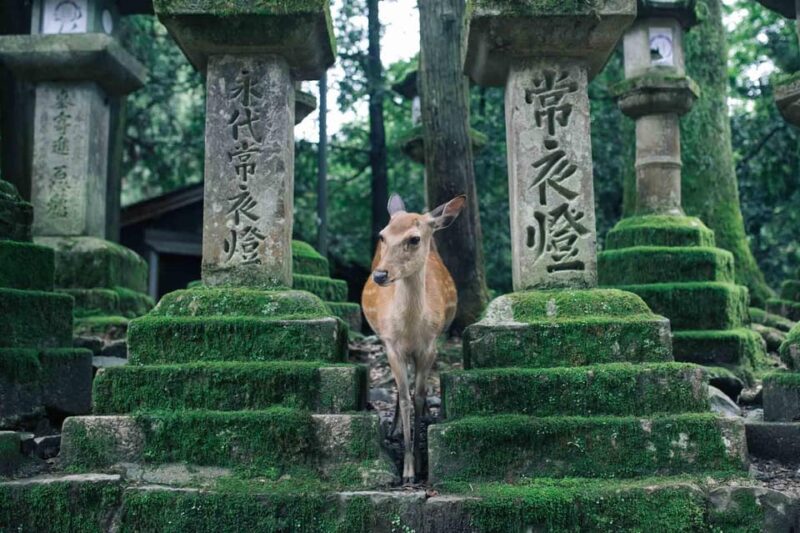 From Osaka: Kyoto and Nara Day Tour With Deer Sightings - Deer Encounters at Nara Park