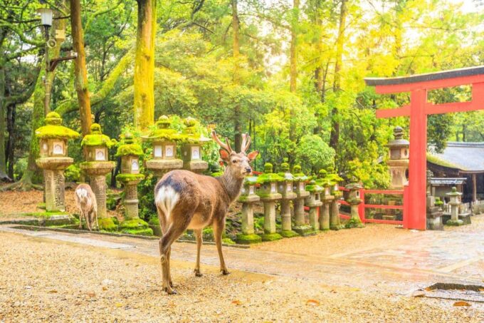From Osaka: Kyoto and Nara Day Tour With Deer Sightings - Exploring Todai-ji Temple
