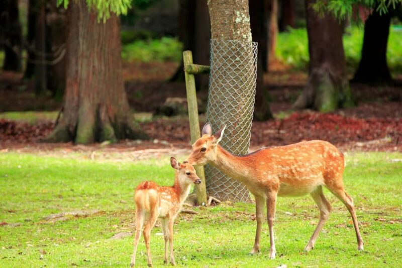 From Osaka: Kyoto and Nara Heritage and Natural Wonders Tour - Arashiyama