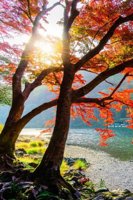 From Osaka: Kyoto and Nara Heritage and Natural Wonders Tour - What to Bring and Important Information