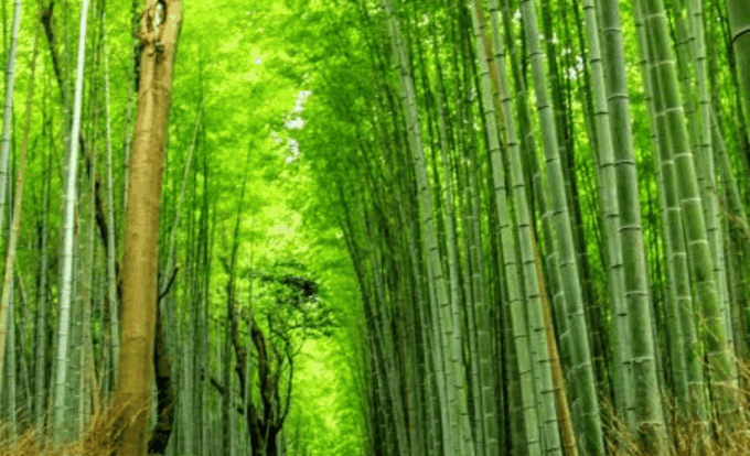 From Osaka: Kyoto Full Day Customized Private Tour - Frequently Asked Questions