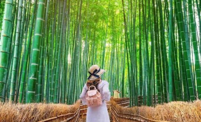 From Osaka: Kyoto Full Day Sightseeing Private Tour - Additional Tour Information
