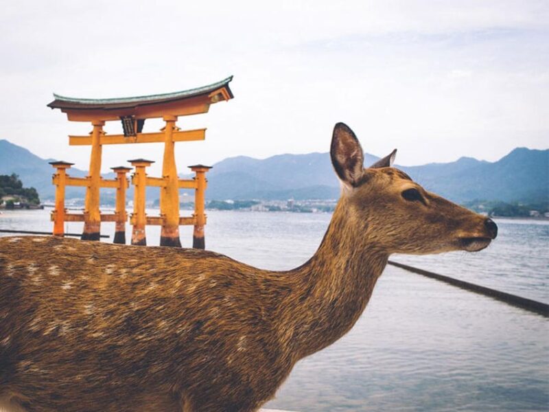 From Osaka/Kyoto: Hiroshima & Miyajima Private Guided Tour - Preparation and Recommendations