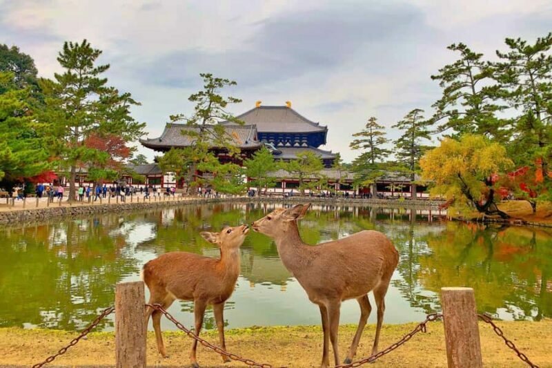 From Osaka/Kyoto: Kinkakuji, Arashiyama, FushimiInari, Nara - An In-Depth Look at the Tour Experience