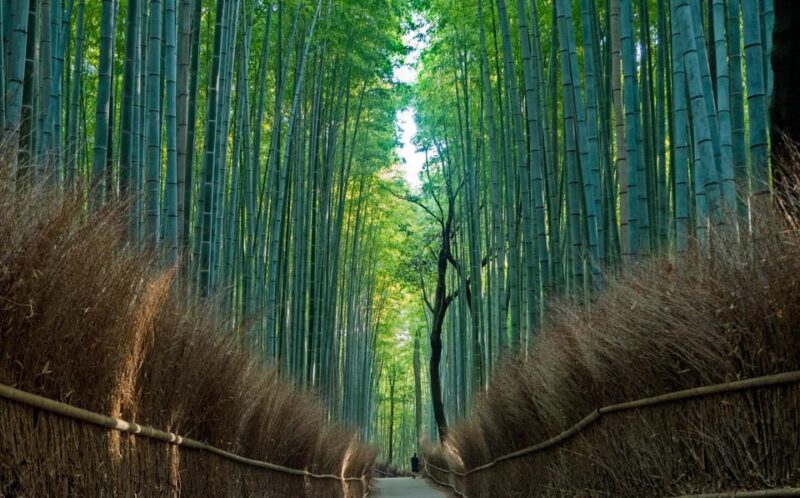 From Osaka/Kyoto: Kyoto & Nara Day Trip With Lunch - Culinary Experience