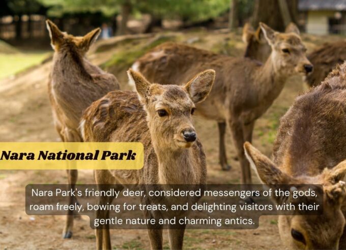 From Osaka/Kyoto: Kyoto & Nara Private Sightseeing Day Trip - Frequently Asked Questions