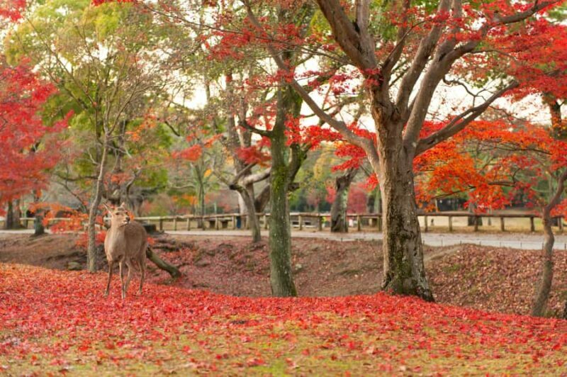 From Osaka/Kyoto: Nara & Kyoto Day Trip - Temples & Deer - Discover Japan’s Heart in a Day: Nara & Kyoto Tour Review