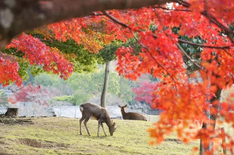 From Osaka/Kyoto: Nara & Kyoto Day Trip - Temples & Deer - FAQ
