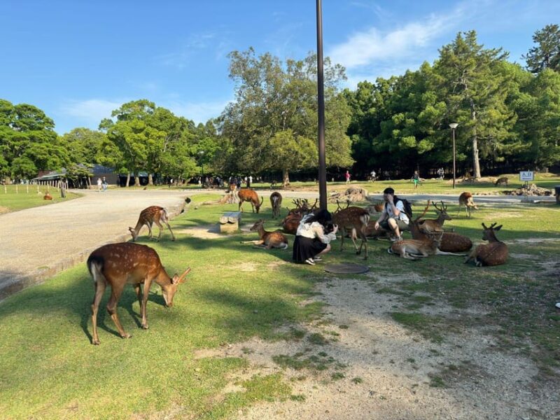 From Osaka/Kyoto: Nara One Day Private Tour - Experiencing Nara Park and Friendly Deer