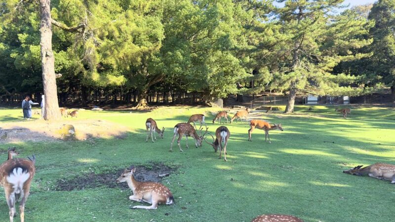 From Osaka/Kyoto: Nara One Day Private Tour - Discovering Kofukuji Temple, a UNESCO Site