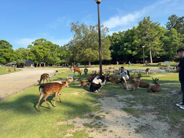 From Osaka/Kyoto: Nara One Day Private Tour - Key Points