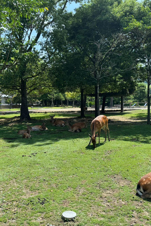 From Osaka/Kyoto: Nara One Day Private Tour - The Real Experience: Pros and Cons