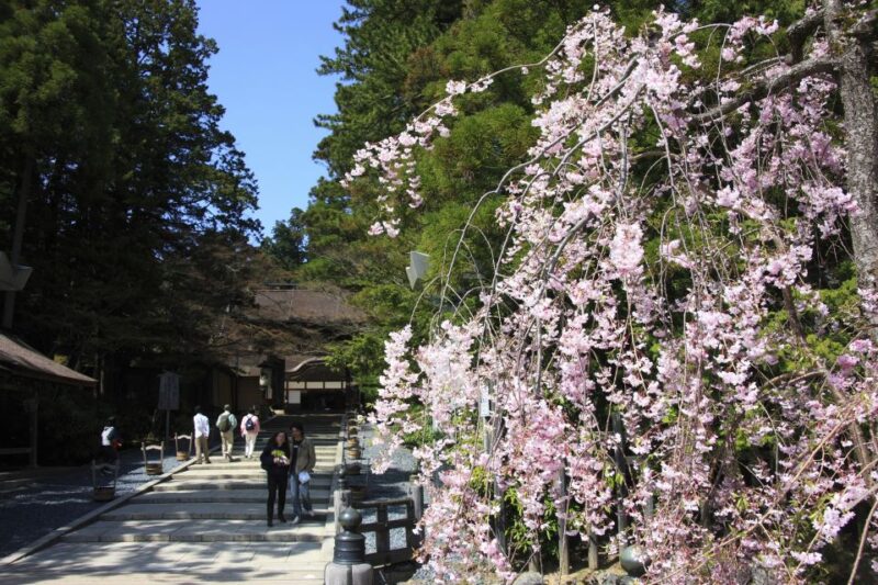 From Osaka: Mt. Koya Private Walking and Train Tour - Customer Feedback