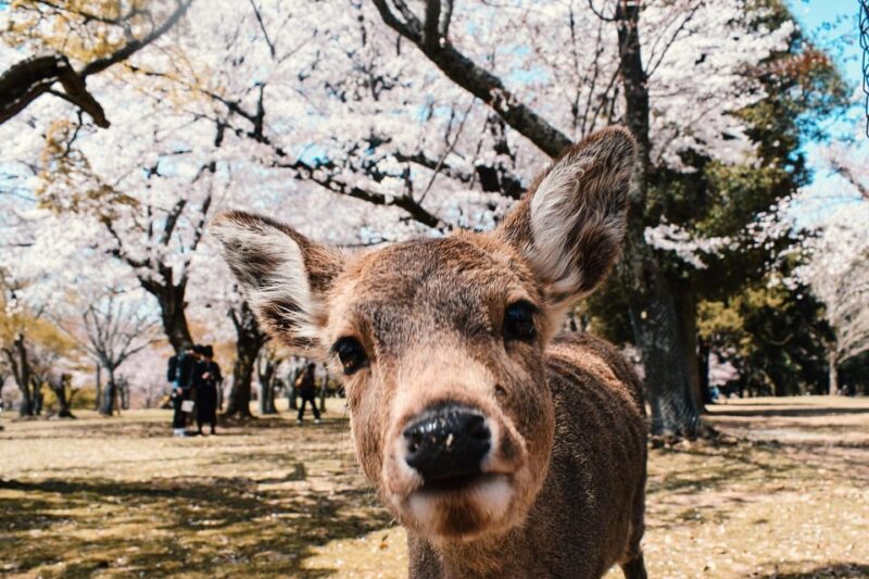 From Osaka: Nara Private Customizable Day Tour - Highlights of the Tour