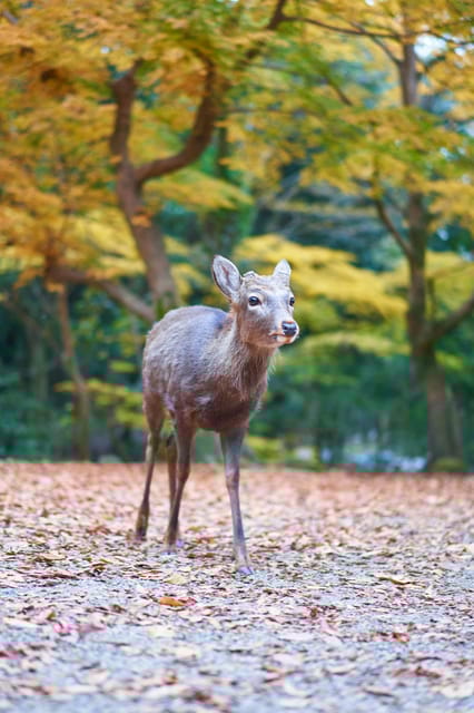 From Osaka: Nara Private Customizable Day Tour - Visiting Kofuku-ji Temple