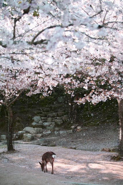 From Osaka: Nara Private Customizable Day Tour - Experiencing Kasuga Taisha Shrine