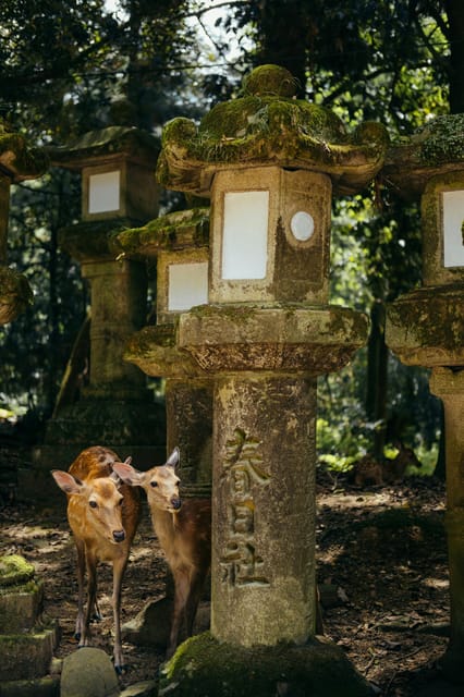 From Osaka: Nara Private Customizable Day Tour - Exploring Nara National Museum