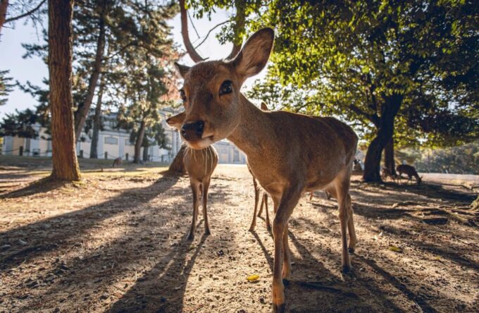 From Osaka: Nara Private Customizable Day Tour - FAQ