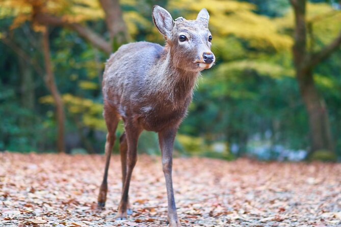 From Osaka, Nara Private Customizable Day Tour - Key Points