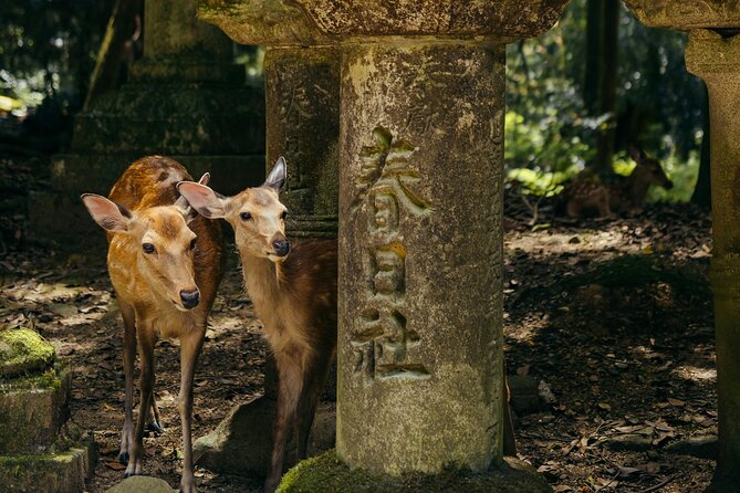 From Osaka, Nara Private Customizable Day Tour - Accessibility and Participation