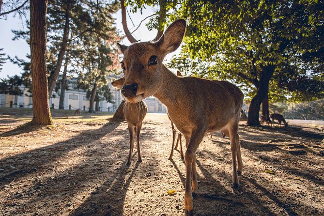 From Osaka, Nara Private Customizable Day Tour - What to Expect