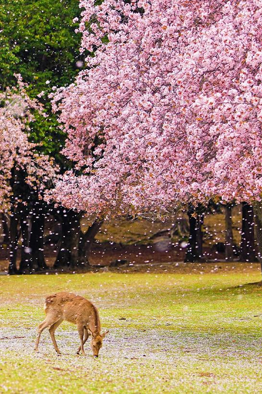 From Osaka: Nara, Uji Matcha Experience and Hot Spring Tour - Key Points