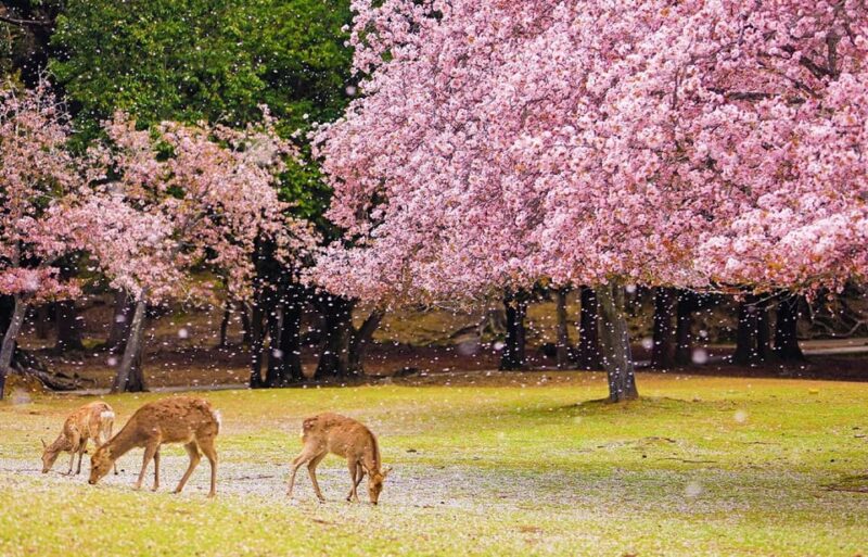 From Osaka: Nara, Uji Matcha Experience and Hot Spring Tour - Todaiji Temple Exploration