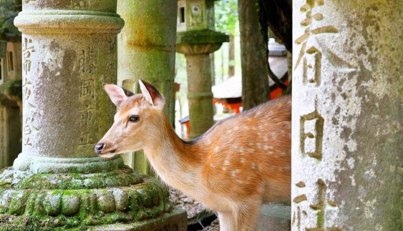 From Osaka: Nara, Uji Matcha Experience and Hot Spring Tour - Uji Matcha Street Adventure