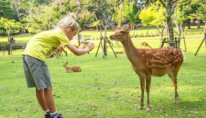 From Osaka: Nara, Uji Matcha Experience and Hot Spring Tour - Tour Highlights