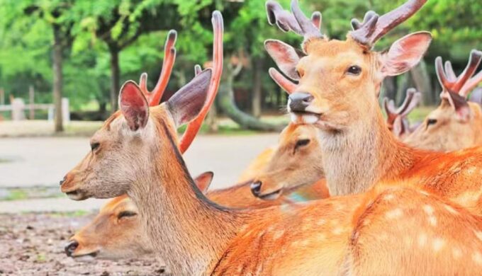 From Osaka: Nara, Uji Matcha Experience and Hot Spring Tour - Additional Information