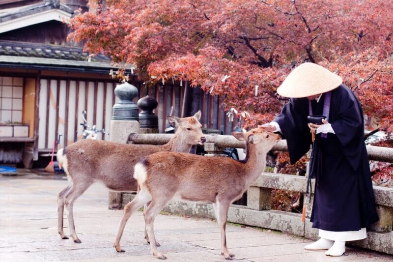 From Osaka or Kyoto: Kyoto and Nara Private Day Trip - Visiting Todaiji Temple and Buddha