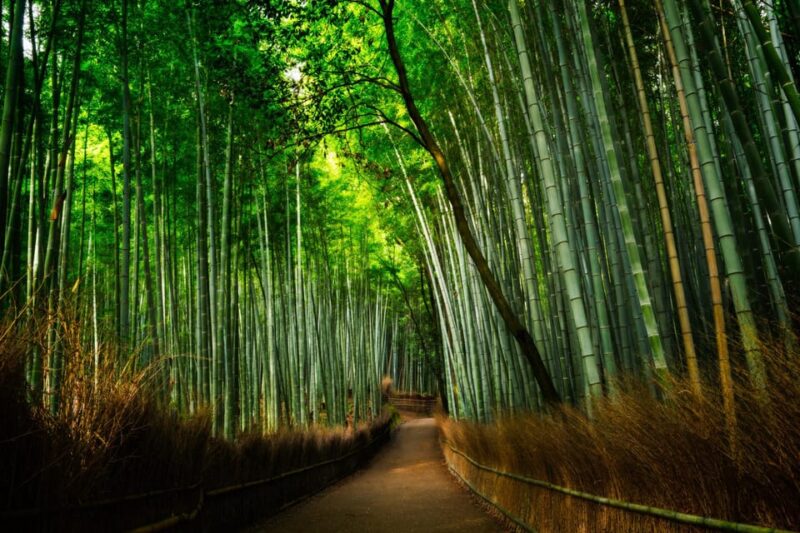 From Osaka to Kyoto: Arashiyama Bamboo Forest Tour - Itinerary