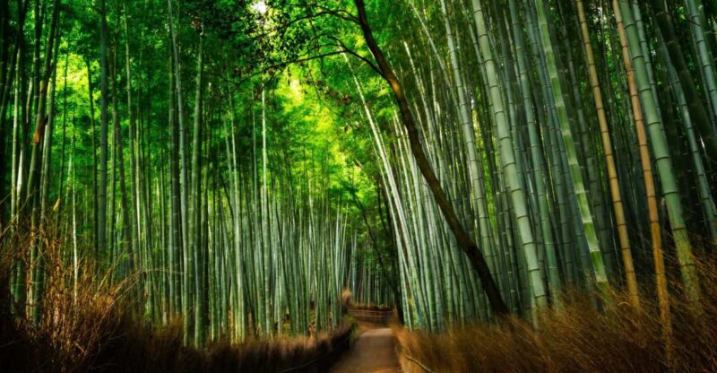 From Osaka to Kyoto: Arashiyama Bamboo Forest Tour - Highlights