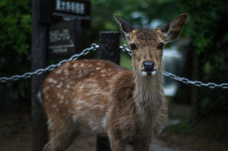 From Osaka:Kyoto&Nara Private Tour (English Speaking Driver) - Transportation and Driver Details